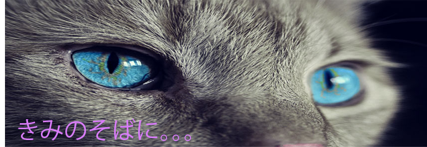 いろんな猫ちゃんがいるよ