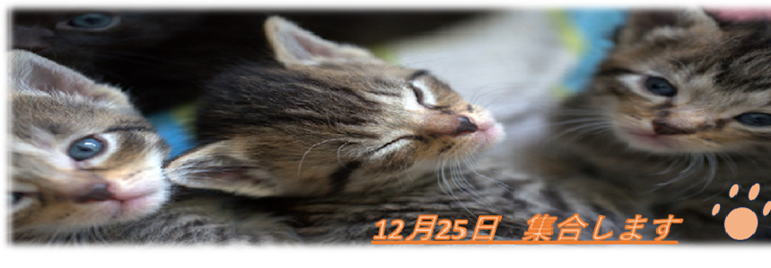 12月25日子猫集合。